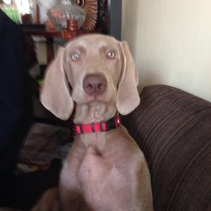 Unknown Breed