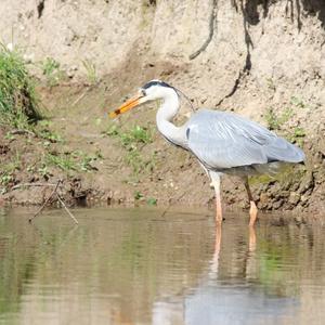 Grey Heron