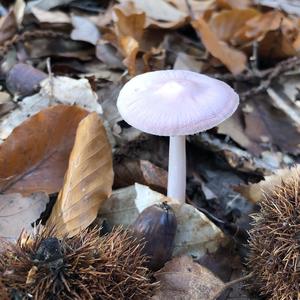 Pink Mycena