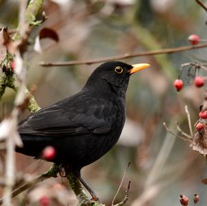 Eurasian Blackbird