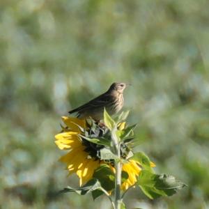 Tree Pipit