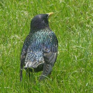 Common Starling