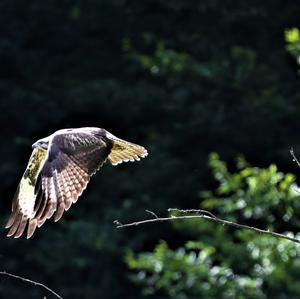 Mäusebussard