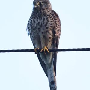 Common Kestrel