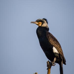 Great Cormorant