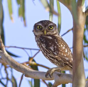 Little Owl