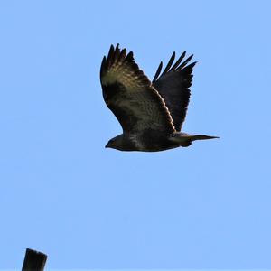 Common Buzzard