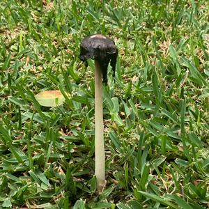 Shaggy Mane