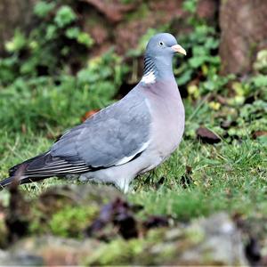 Common Wood-pigeon