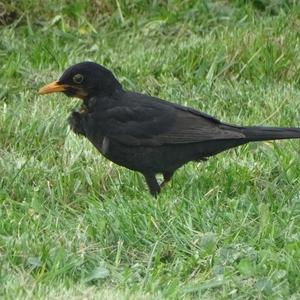 Eurasian Blackbird