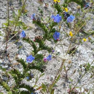 Viper's Bugloss, Blueweed