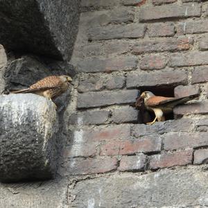 Common Kestrel