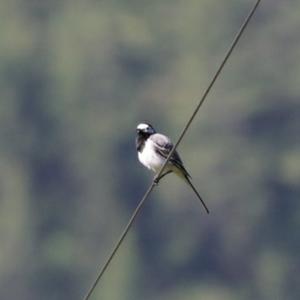 White Wagtail