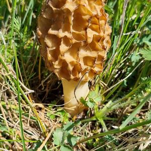 Yellow Morel