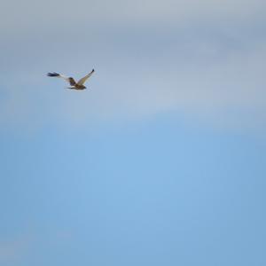 Western Marsh-harrier