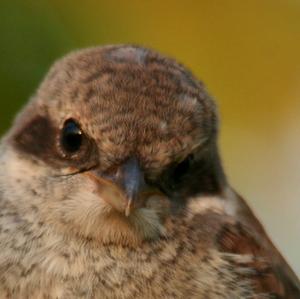 Red-backed Shrike