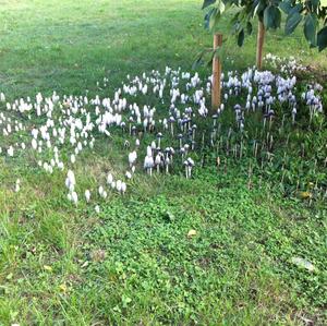 Shaggy Mane