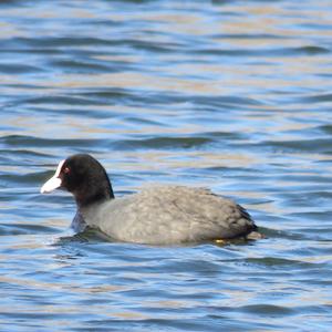 Common Coot