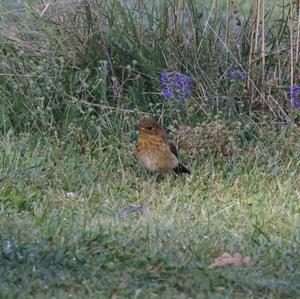 European Robin