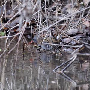 Water Rail