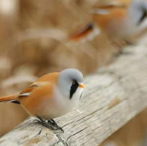 Bearded Parrotbill