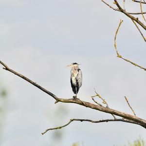 Grey Heron