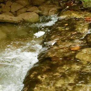 White-throated Dipper