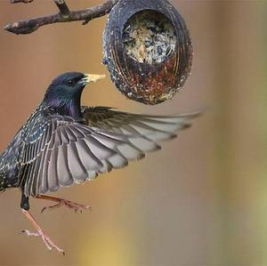 Common Starling