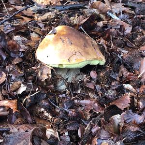 Summer Bolete