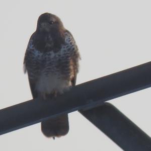 Common Buzzard