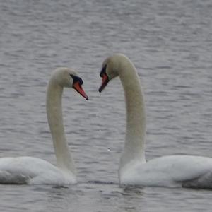 Mute Swan