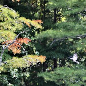 Belted Kingfisher