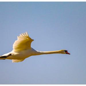 Mute Swan