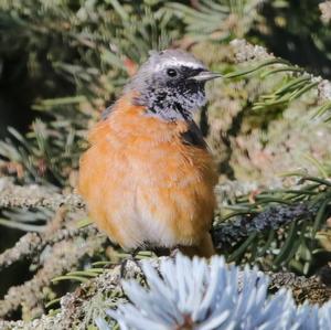 Common Redstart