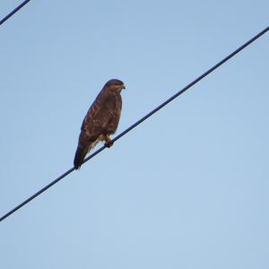 Mäusebussard