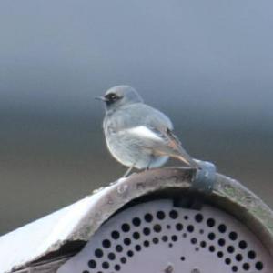 Black Redstart