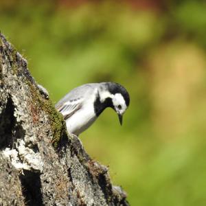 White Wagtail