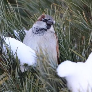 House Sparrow