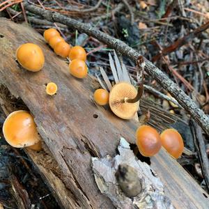 Deadly Galerina