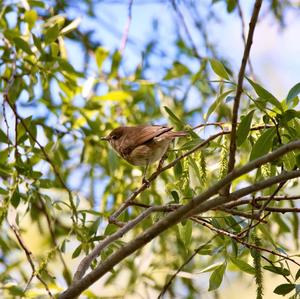 Garden Warbler