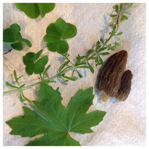 Wood Sorrel (Common)