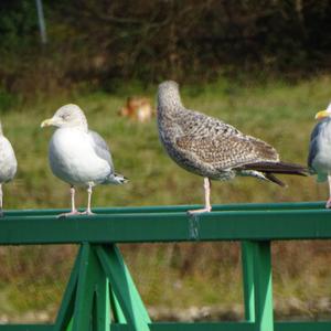 Herring Gull