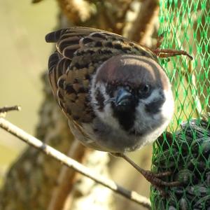 House Sparrow