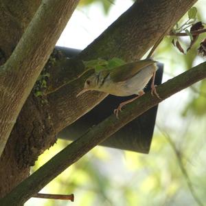 Common Tailorbird