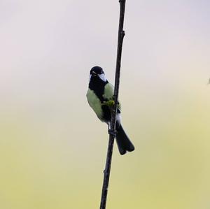 Great Tit