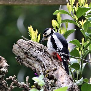 Great Spotted Woodpecker