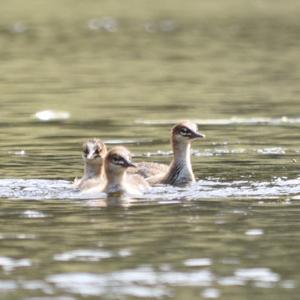 Common Merganser