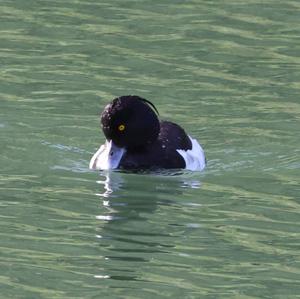 Tufted Duck