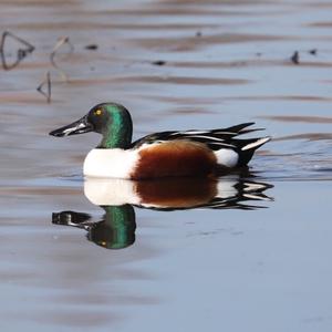 Northern Shoveler