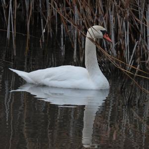 Höckerschwan